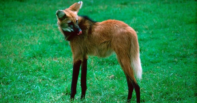 Unbelievable but true images in the animal world