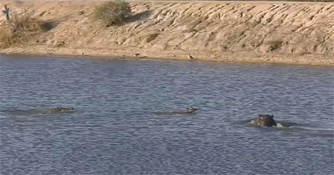 Unbelievable confrontation between crocodile, hippopotamus and antelope