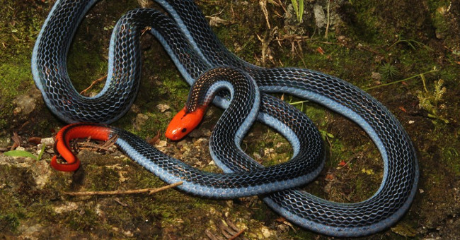 Unbelievable effect of the super killer snake venom