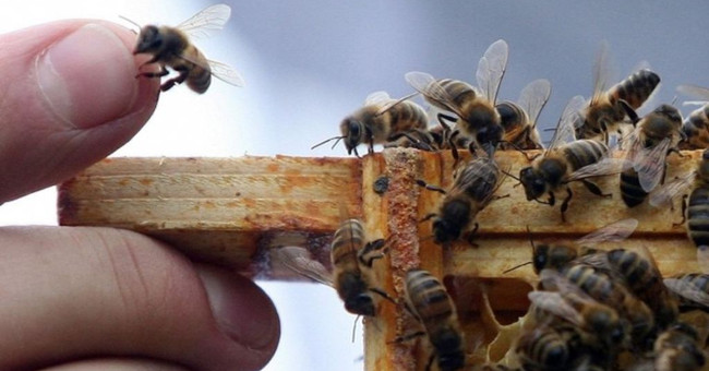 Unbelievable findings: Bee species have a local language