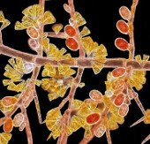Unbelievable life colors under a microscope frame