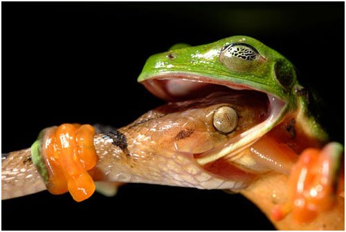 Unbelievable moments in the animal world