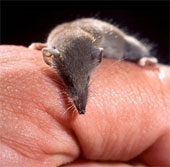 Unbelievable records in the animal world