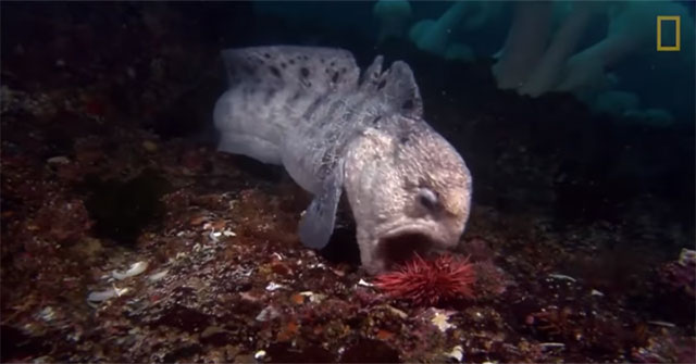 Unbelievable romance of the 'seabed monster': Wolf eel