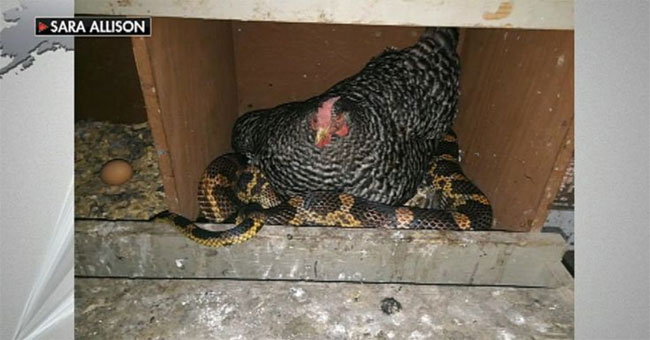Unbelievable sight: Chicken sleeping with snakes