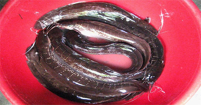 Unbelievably between the four surface waters, Phu Quoc has a strange and poisonous fish