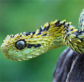 Unbelievably strange animals (2)
