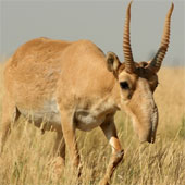 Unbelievably strange animals