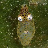 Unbelievably strange sea animals