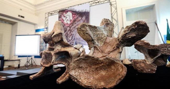 Uncover fossils of large dinosaurs never seen