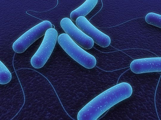 Uncover the secret of the immune system of bacteria
