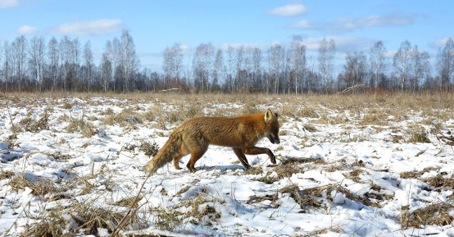 Uncover the secret to help animals survive the Chernobyl disaster