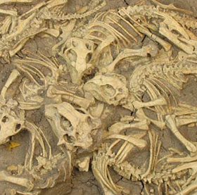 Understanding the formation of fossils in nature (2)