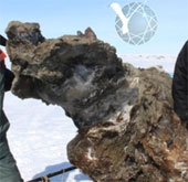 Unearthing mammoths with fresh blood in Siberia