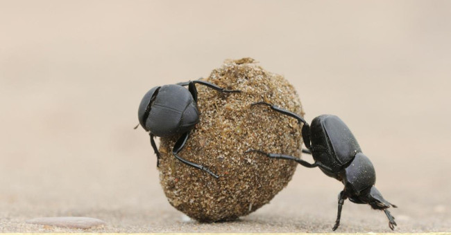 Unexpected applications from animal waste