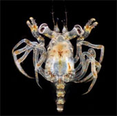Unexpected beauty of plankton under a microscope