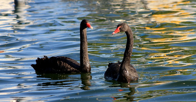 Unexpected discoveries of swans