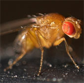 Unexpected discoveries of tiny fruit flies