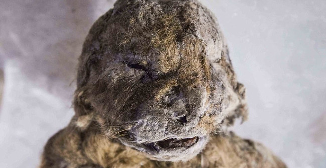 Unexpected discovery of a 55,000-year-old lion mummy in Siberia