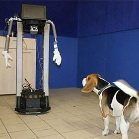 Unexpected discovery of dog loyalty