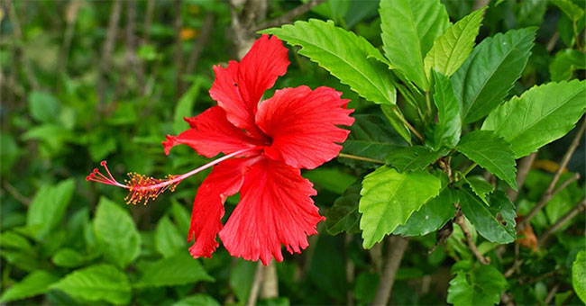 Unexpected discovery of hibiscus