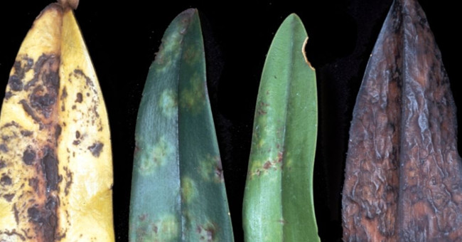 Unexpected effects of plant viruses