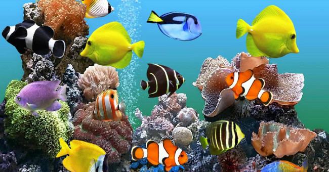 Unexpected facts about ornamental fish