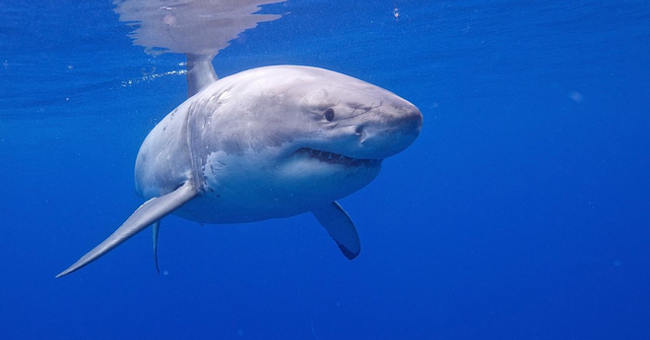 Unexpected facts about sharks