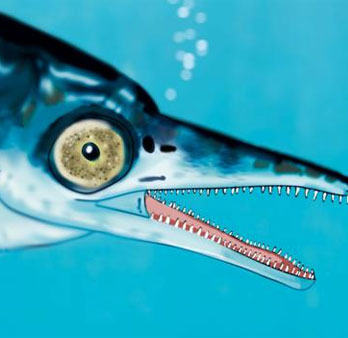Unexpected fossil detection of marine reptiles has 4 nostrils