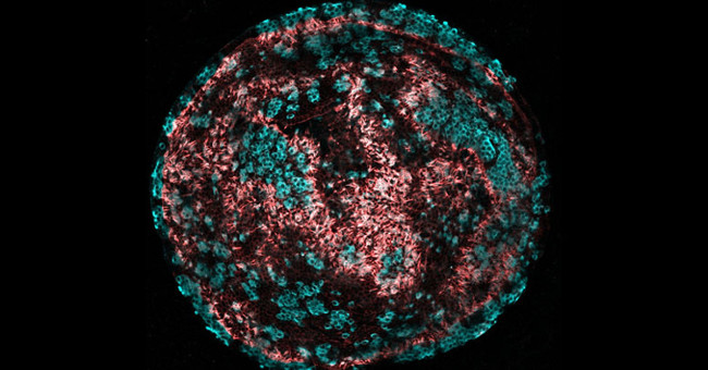 Unexpected method to help treat hearing loss