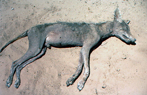 Unexpected truth about beasts sucking blood from cattle
