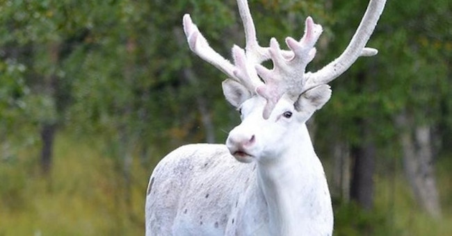 Unexpected white reindeer suddenly appeared in Sweden