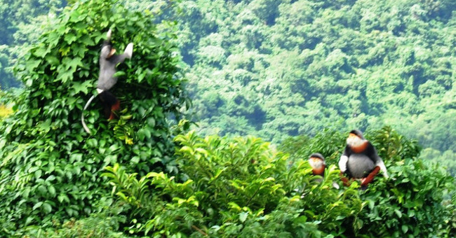 Unexpectedly discovered 3 herds of rare brown-shanked douc langur