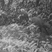 Unexpectedly discovered saola in Vietnam after 15 years of absence