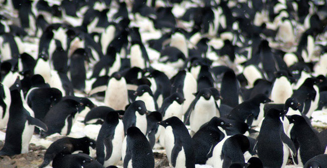 Unexpectedly discovered 'super populations' more than 1.5 million penguins never knew in Antarctica