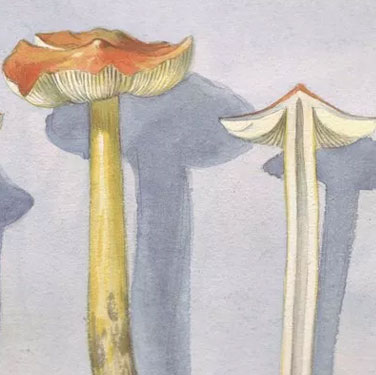 Unexpectedly discovered the ability to change the weather of mushrooms
