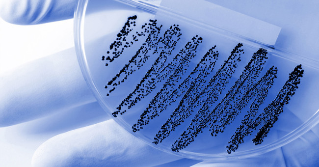 Unexpectedly found a new antibiotic when studying ants in Africa