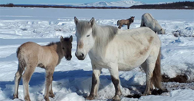 Ungulates help maintain permanent ice