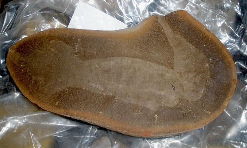 Unique animal fossil patterns in the world