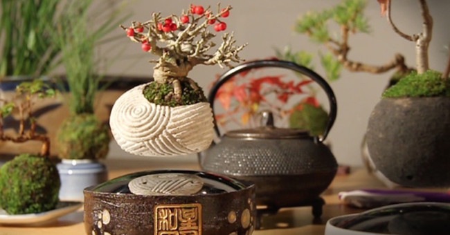 Unique bonsai floating in the air