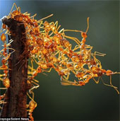 Unique 'bridge' built from ant body