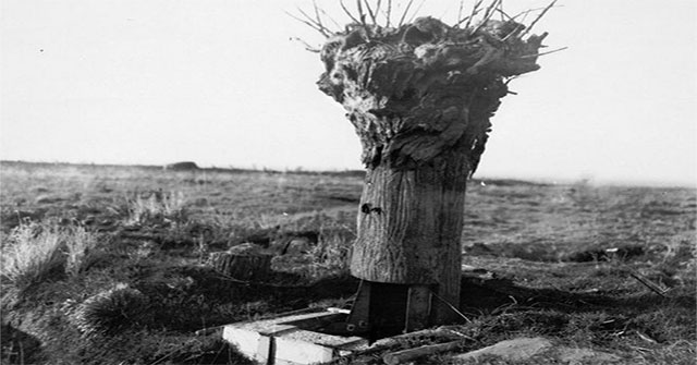 Unique 'camouflage' method for watchtowers during World War I