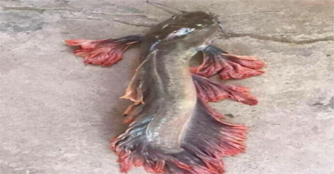 Unique: Colorful dragon catfish is not a joke