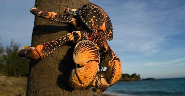 Unique communication of coconut crab