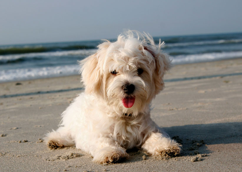 Unique dog clones reproduction service