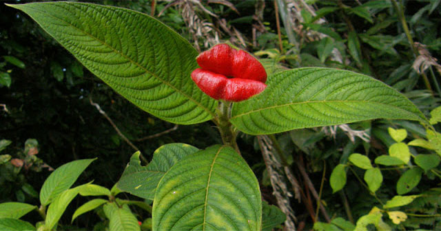 Unique flowers with strange shapes in the world