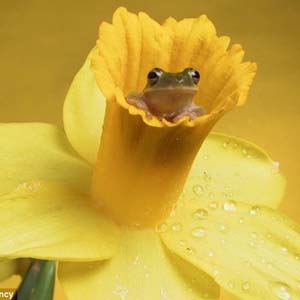Unique, frog as a model