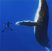 Unique humpback whale scene shaking hands with divers