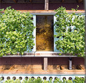 Unique hydroponic model of Vietnamese people in the US