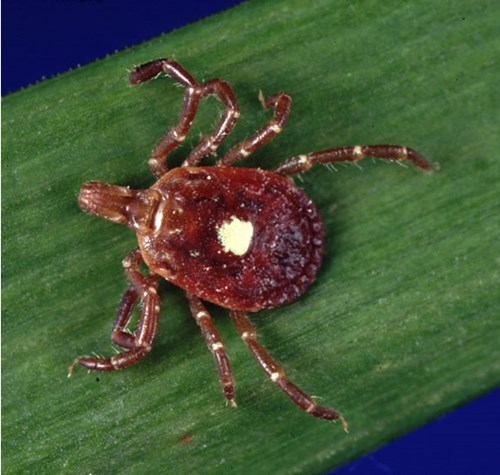 Unique insects turn people into vegetarian followers